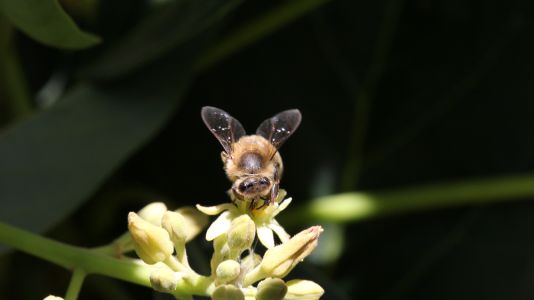 Insectos silvestres realizan el 50% de las visitas a lasflores del palto.