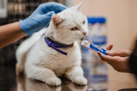 Cirugías y mitos: las más comunes en perros y gatos.