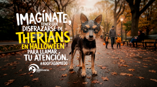 #AdoptaSinMiedo: La campaña de FREDERICK. y Corporación Mirada Animal que utiliza el fenómeno therian para visibilizar la adopción de mascotas.