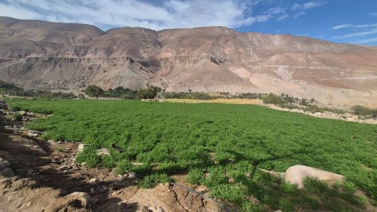 Microorganismos del suelo: aliados para mejorar elestablecimiento de la alfalfa en zonas áridas.