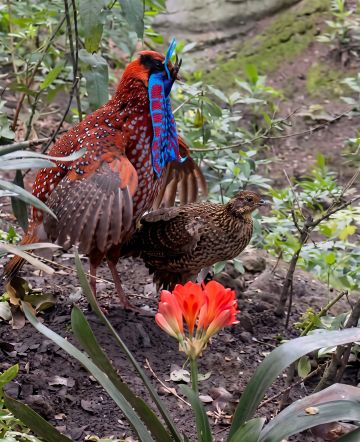 Captan en Parque Tricao uno de los rituales de aves más extraños y difíciles de presenciar en el mundo.