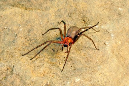 Araña de rincón: qué hacer ante una mordedura y cómo reconocer señales de gravedad.