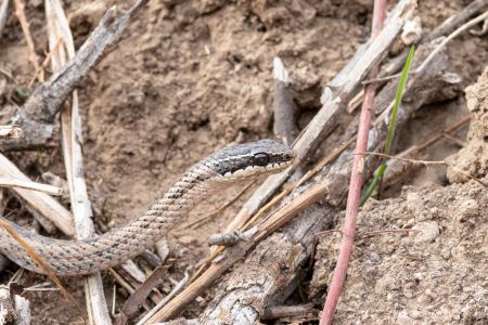Culebras chilenas: qué especies pueden inocular veneno y qué hacer si una te muerde.
